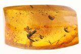 Fossil Dagger Fly and Fungus Gnat in Baltic Amber #273267-1